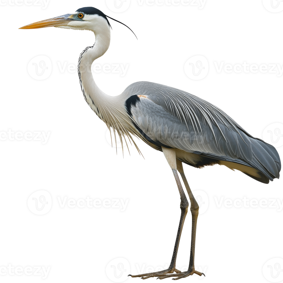 Heron standing tall near a pond during daylight png