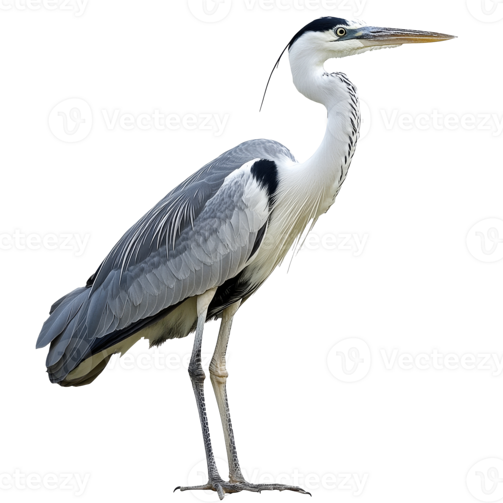 Majestic heron standing gracefully by water png