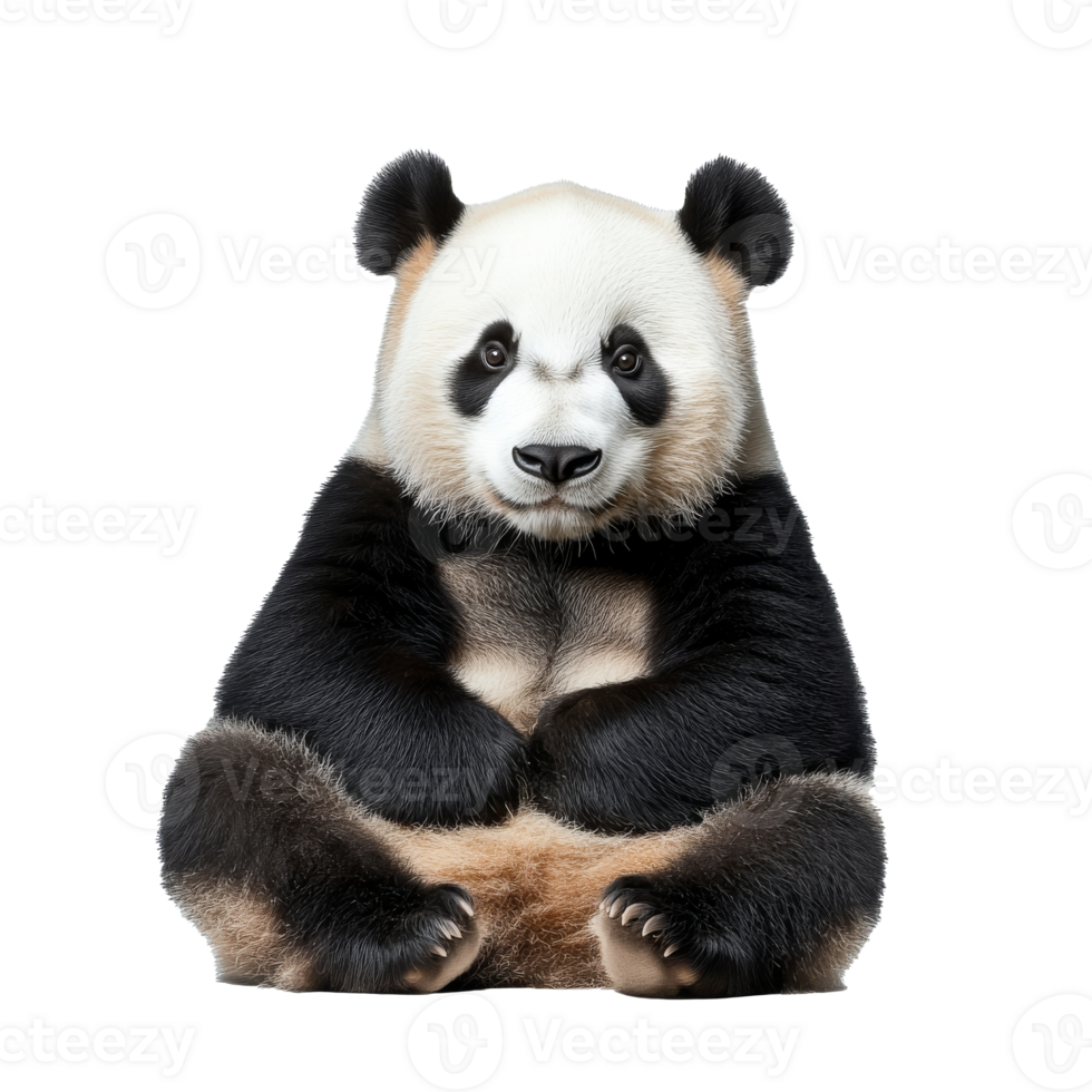 Cute panda sitting calmly in a relaxed pose png