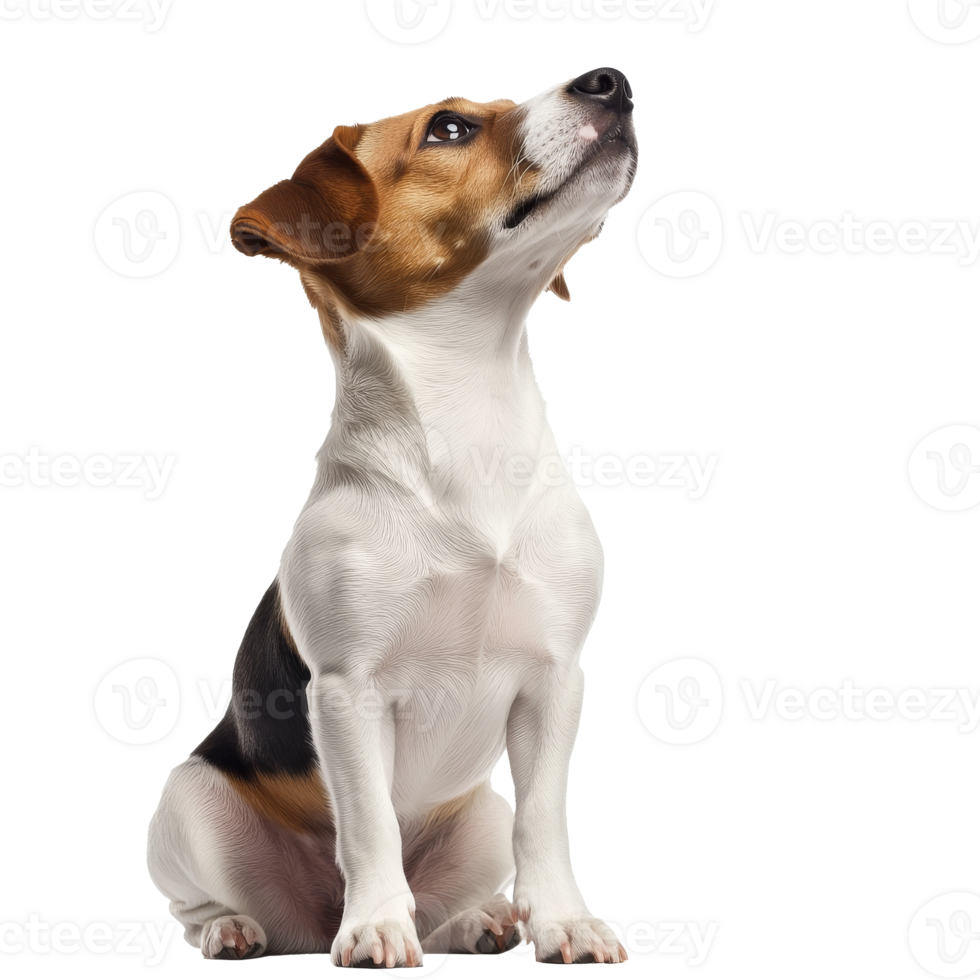 Playful beagle puppy sitting and looking up png