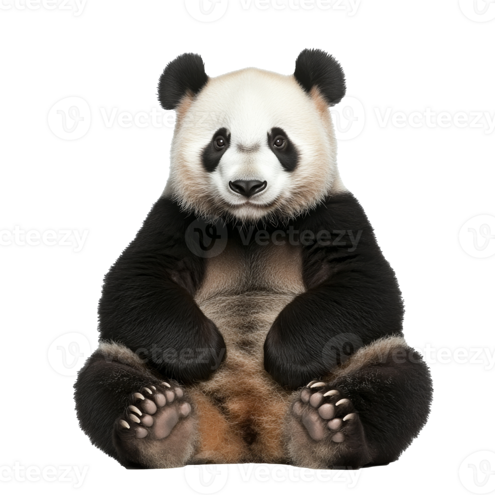 Panda sitting calmly with a friendly expression png