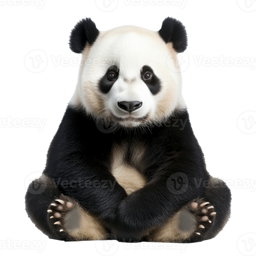 Cute panda presents calm and playful nature png