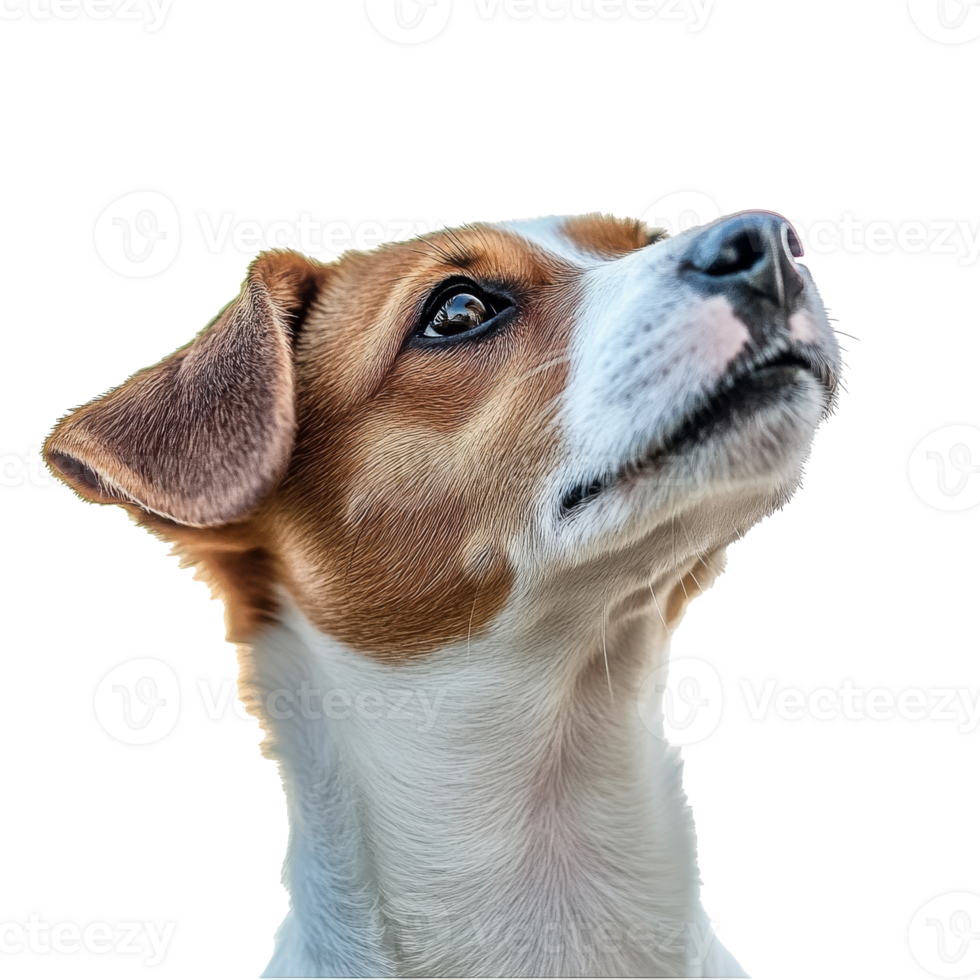 Curious dog looking up with attentive expression png