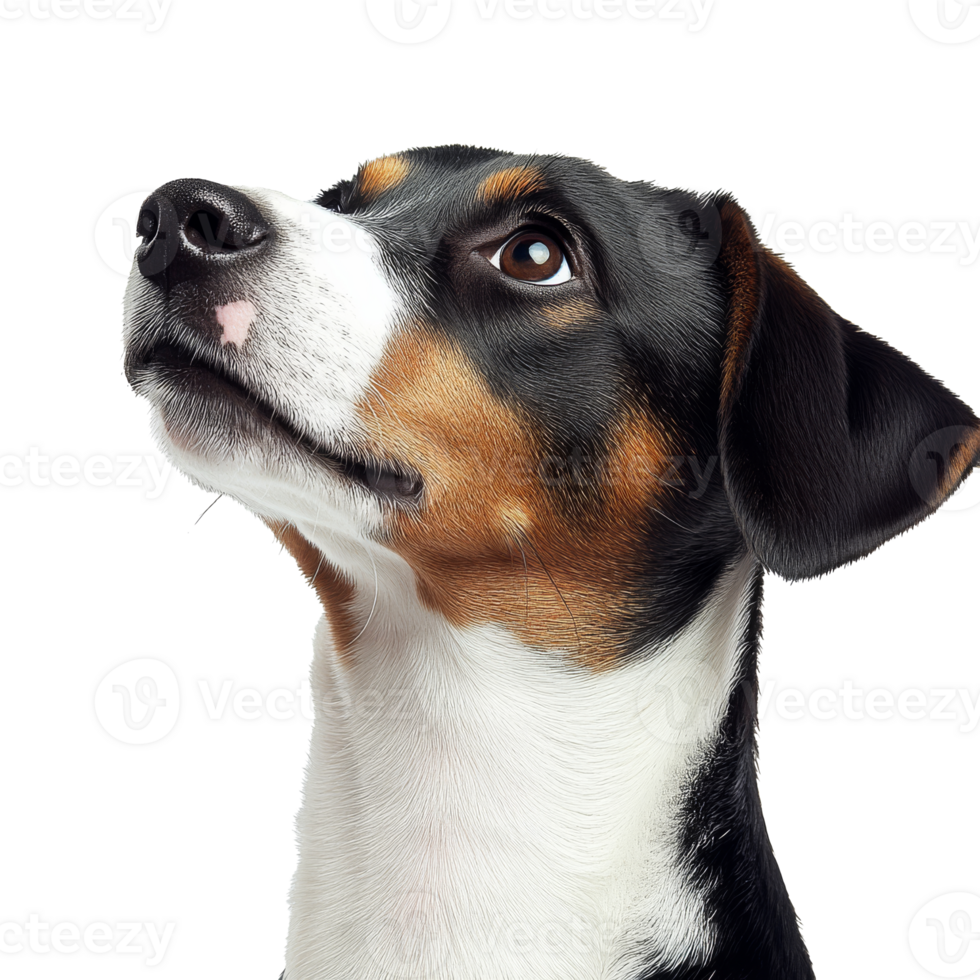 Curious dog gazes upward in bright setting png