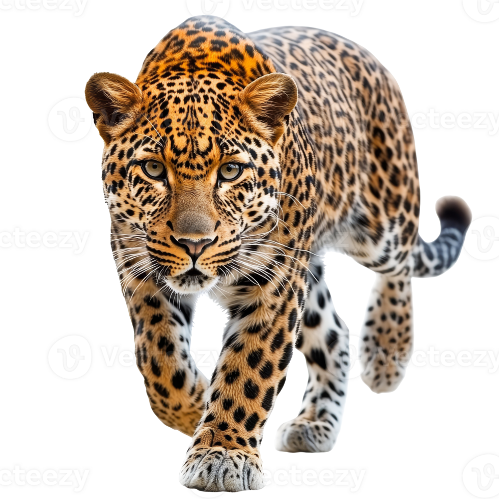 Leopard walks gracefully in natural habitat png