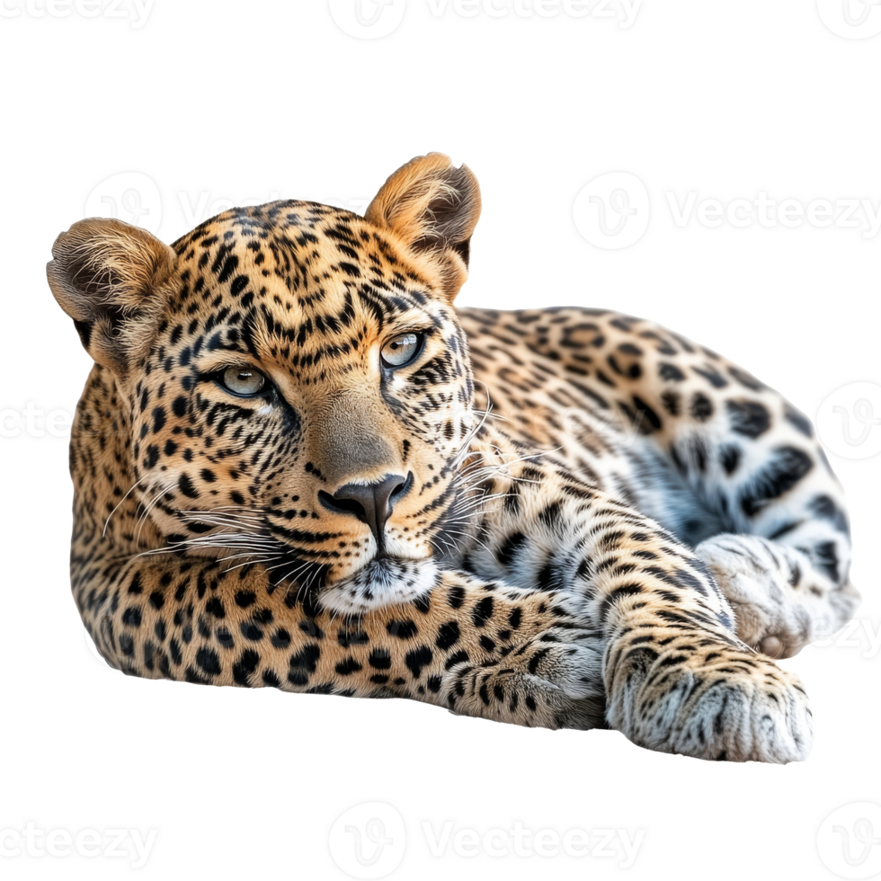 Leopard resting on white background in calm pose png