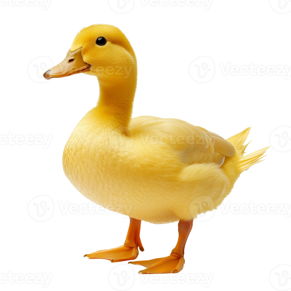 Yellow duck on white background png