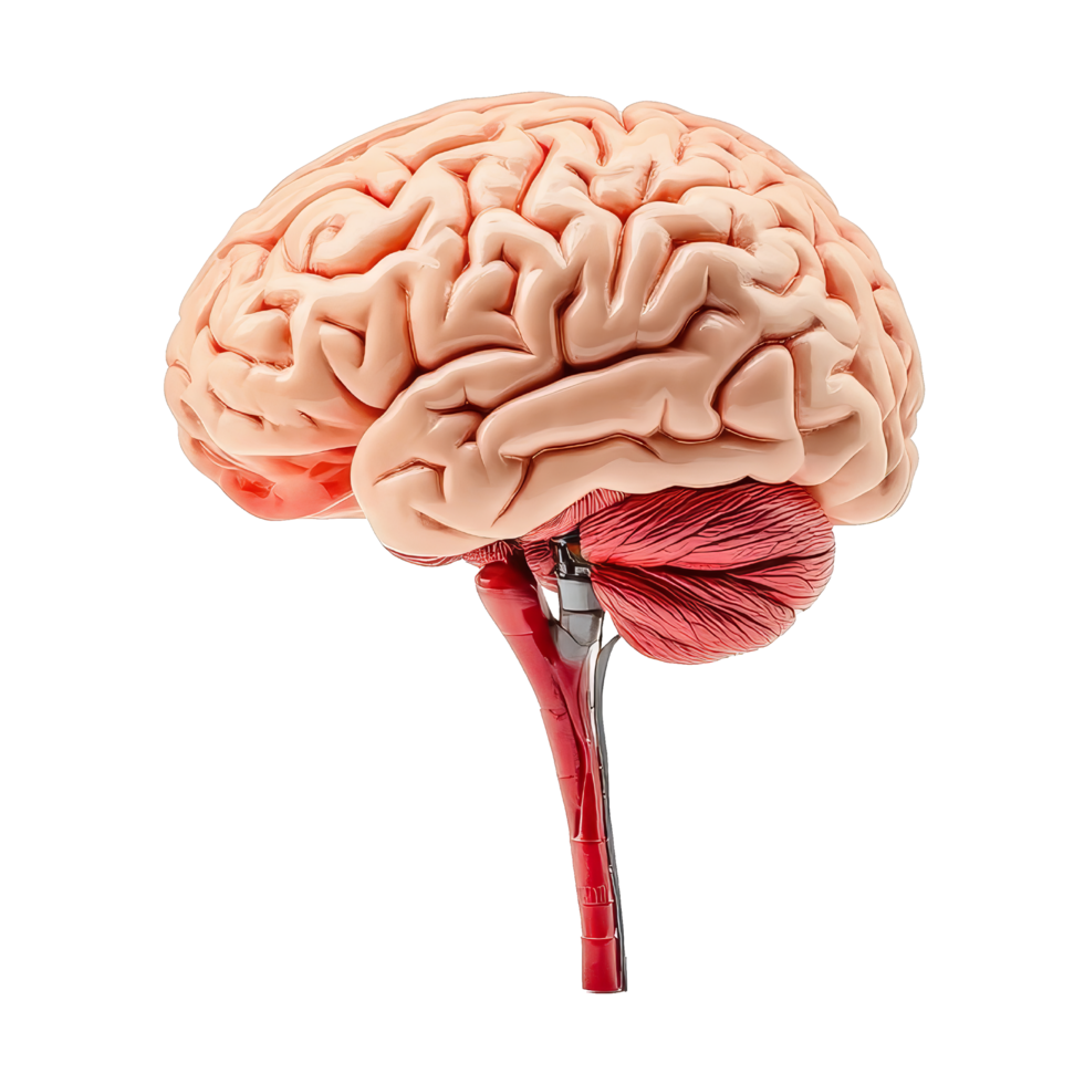 Educational image of isolated brain anatomy structure png