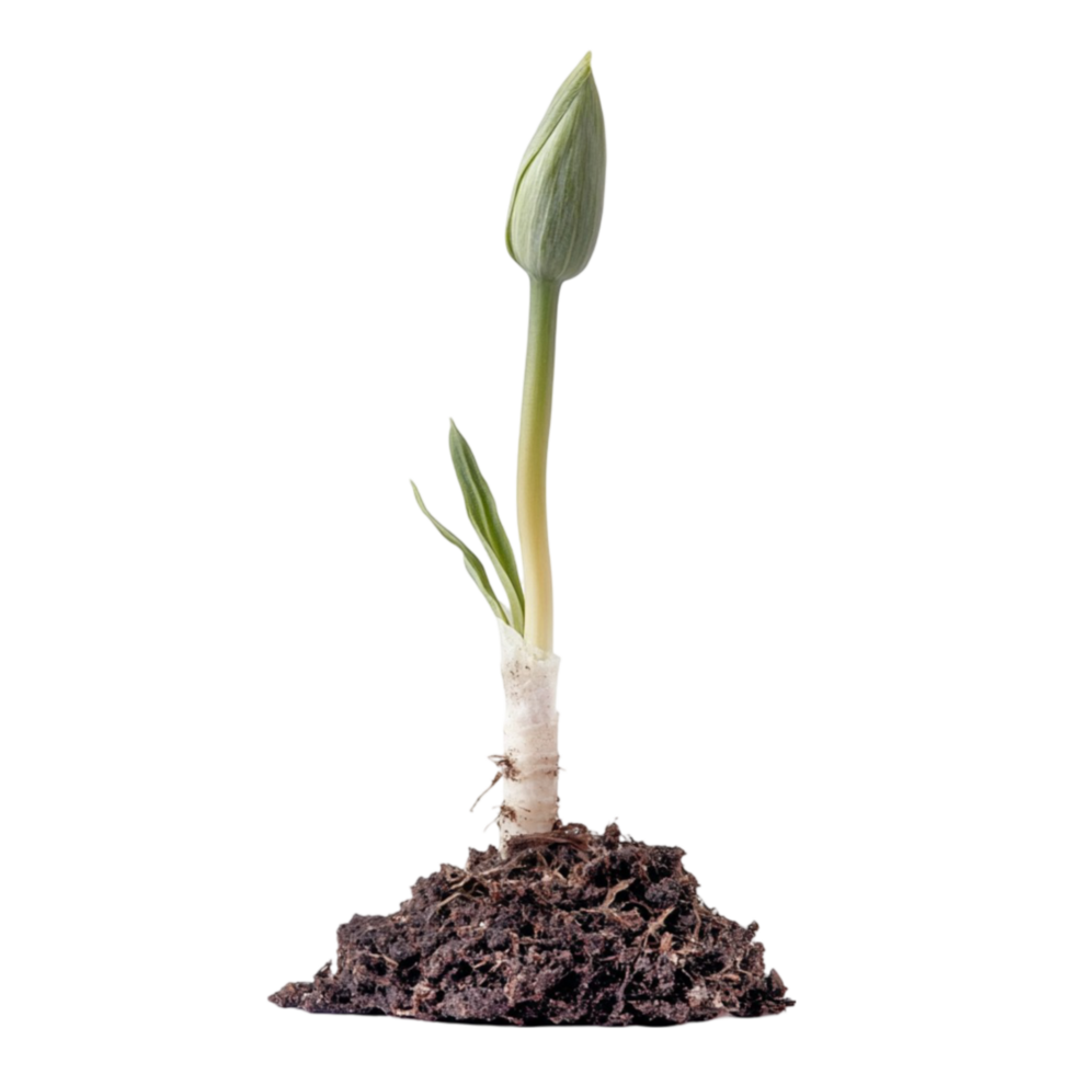 Young Plant Sprouting from the Ground on Transparent Background png