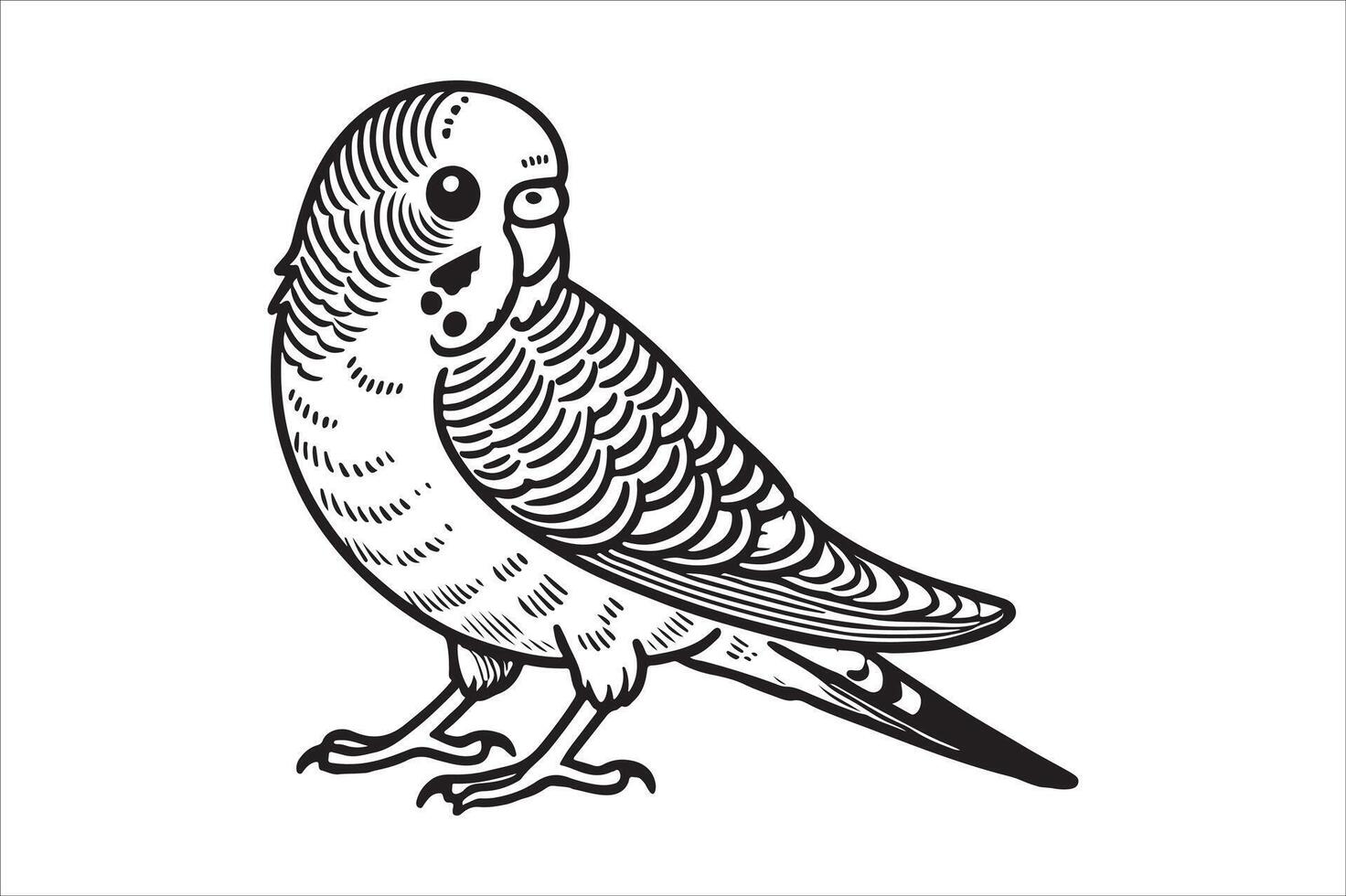 Line art of Budgerigar vector