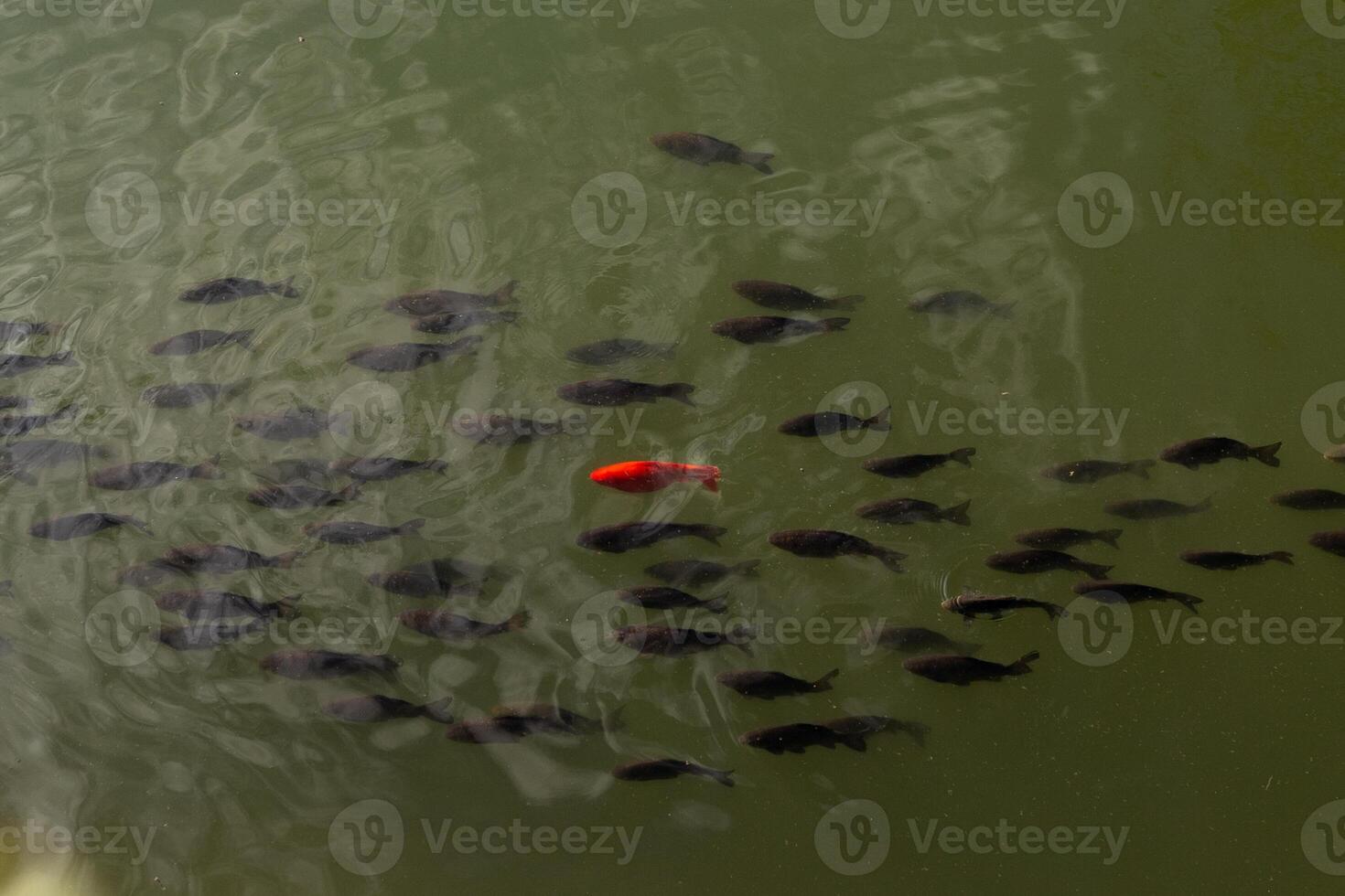 a group of goldfish swimming in the river with green water photo