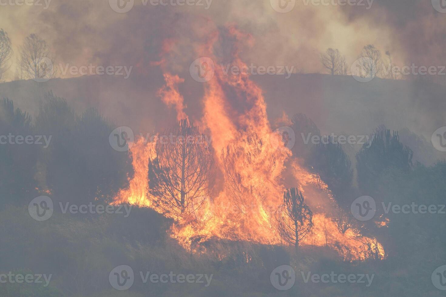 Forest Fire in Gallipoli, Canakkale, Turkiye photo