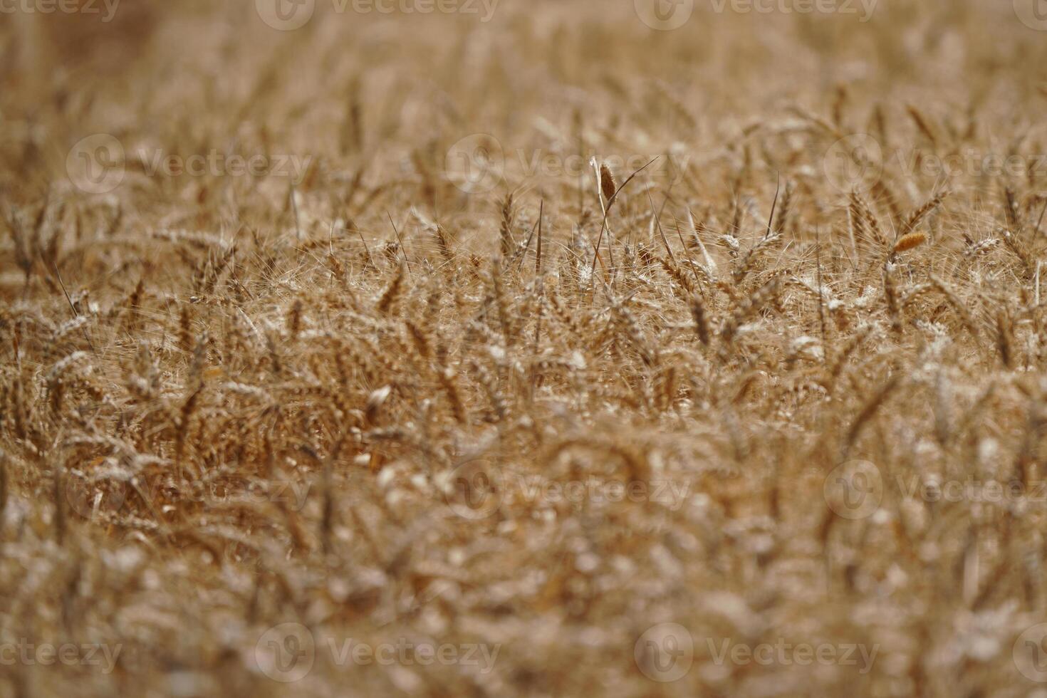 Wheat field Ears of Golden Wheat photo