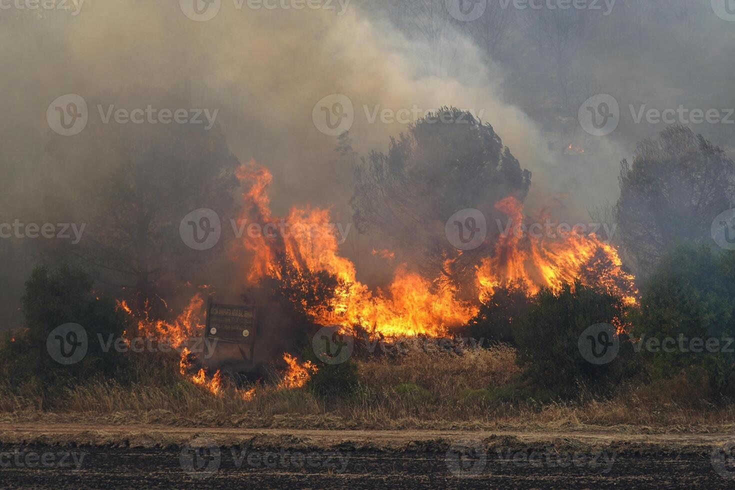 Forest Fire in Gallipoli, Canakkale, Turkiye photo