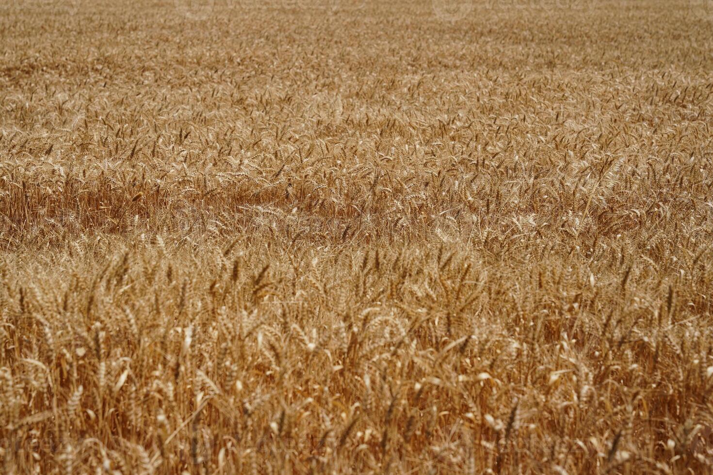 Wheat field Ears of Golden Wheat photo