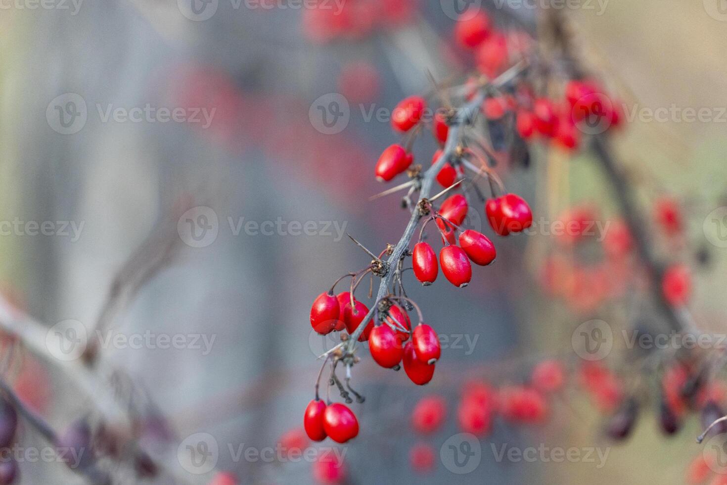 Dog rose Rosa canina is a variable climbing, wild rose species native to Europe. Intense colorful red rose hips with dew drops after on a winter morning after rain. Branches with sharp thorns. photo