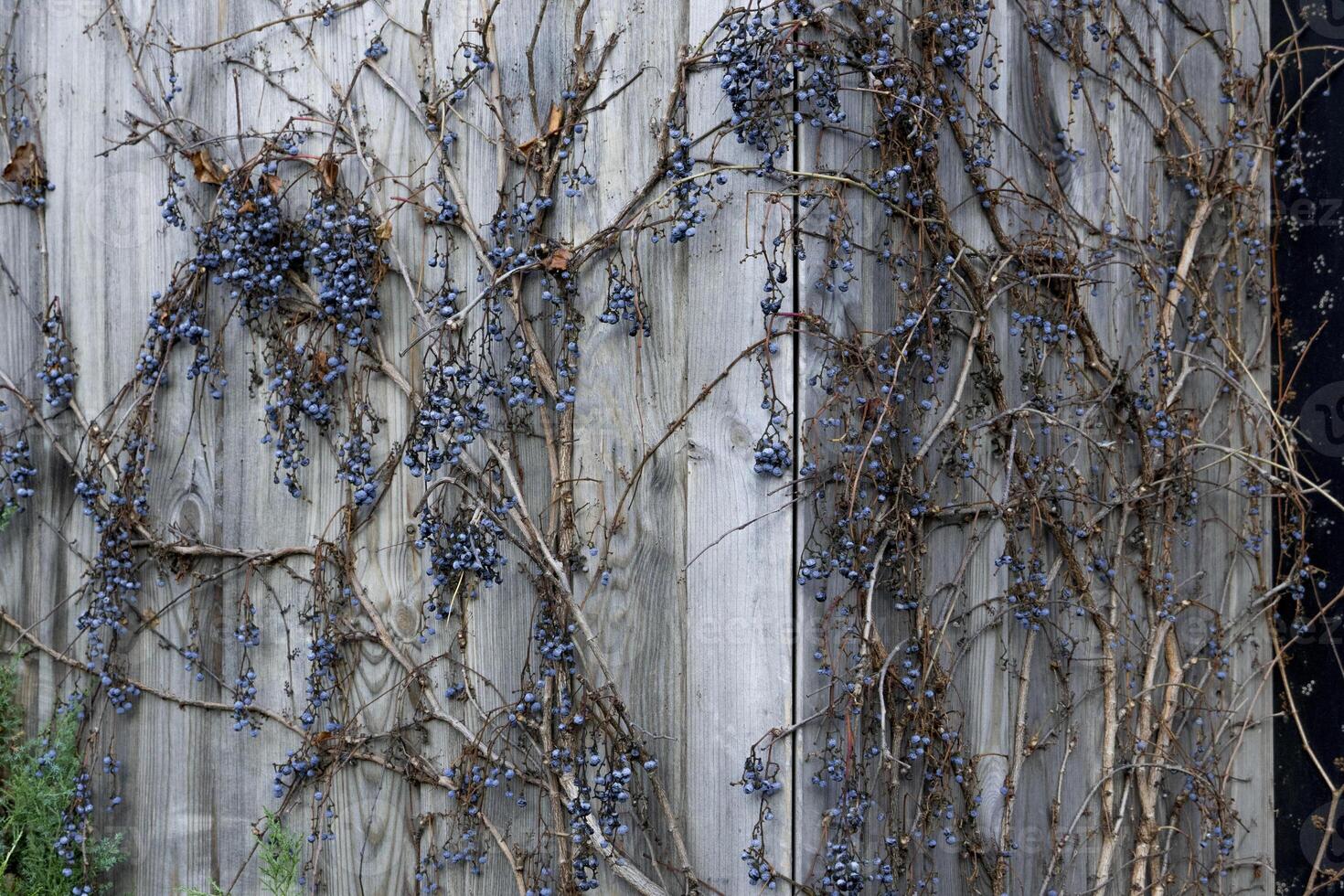 Dried berries of Boston ivy on stone wall. Parthenocissus tricuspidata in winter, background photo