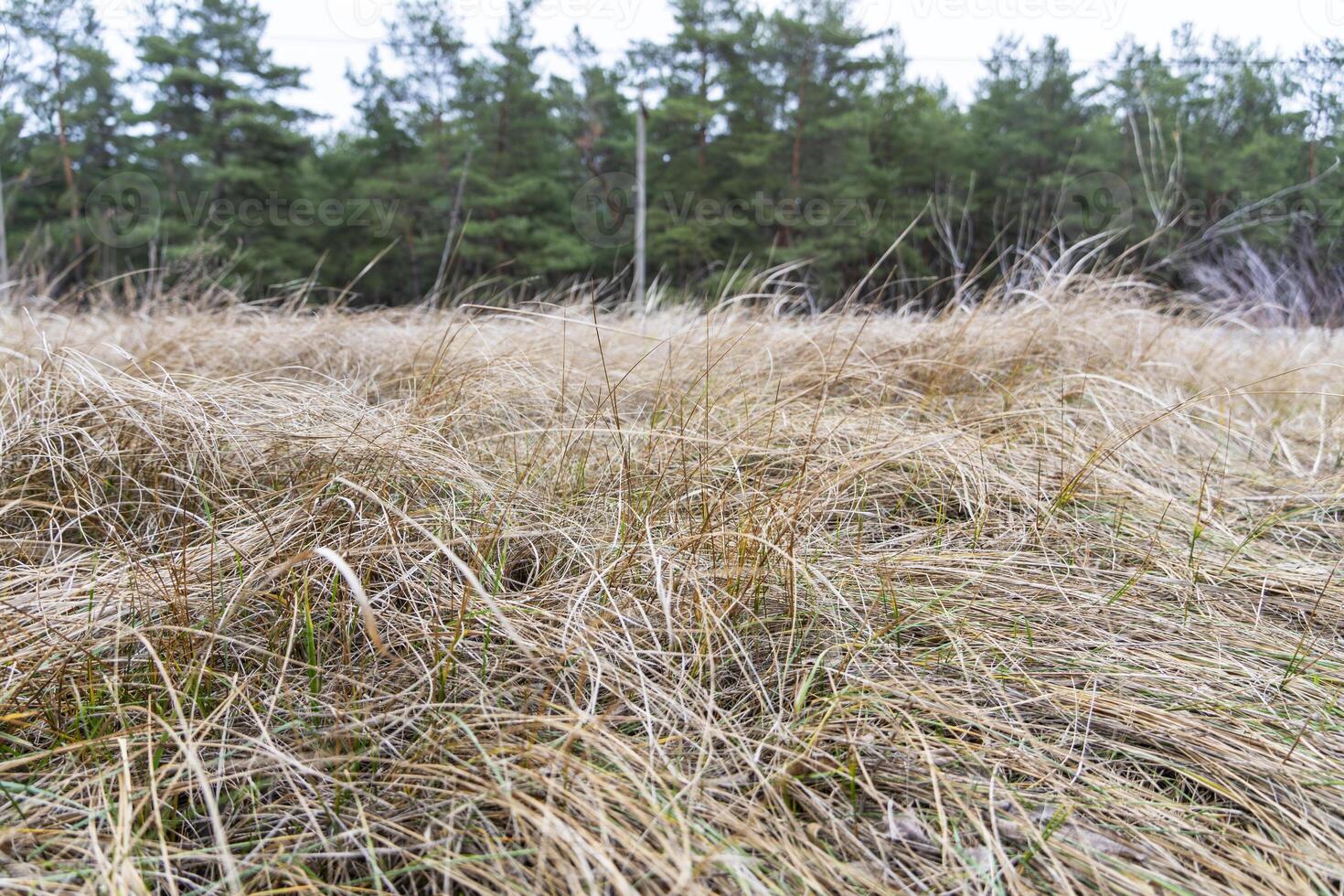 Beautiful natural warm autumn colors at sunset of semi-desert alkali sacaton textured grass clumps on deserted cattle feed pasture in scenic view photo