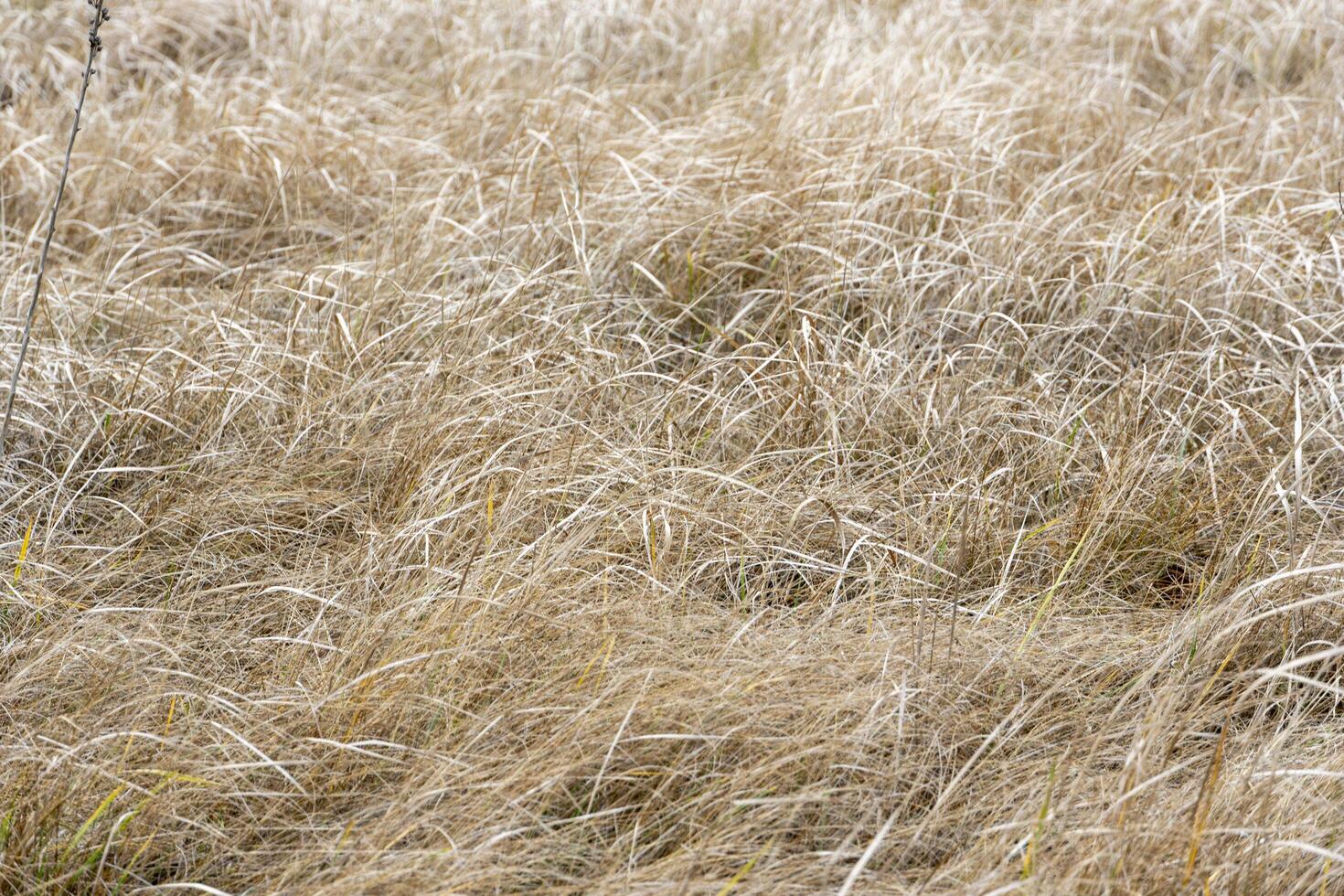 A black bear is standing in a field of tall grass photo