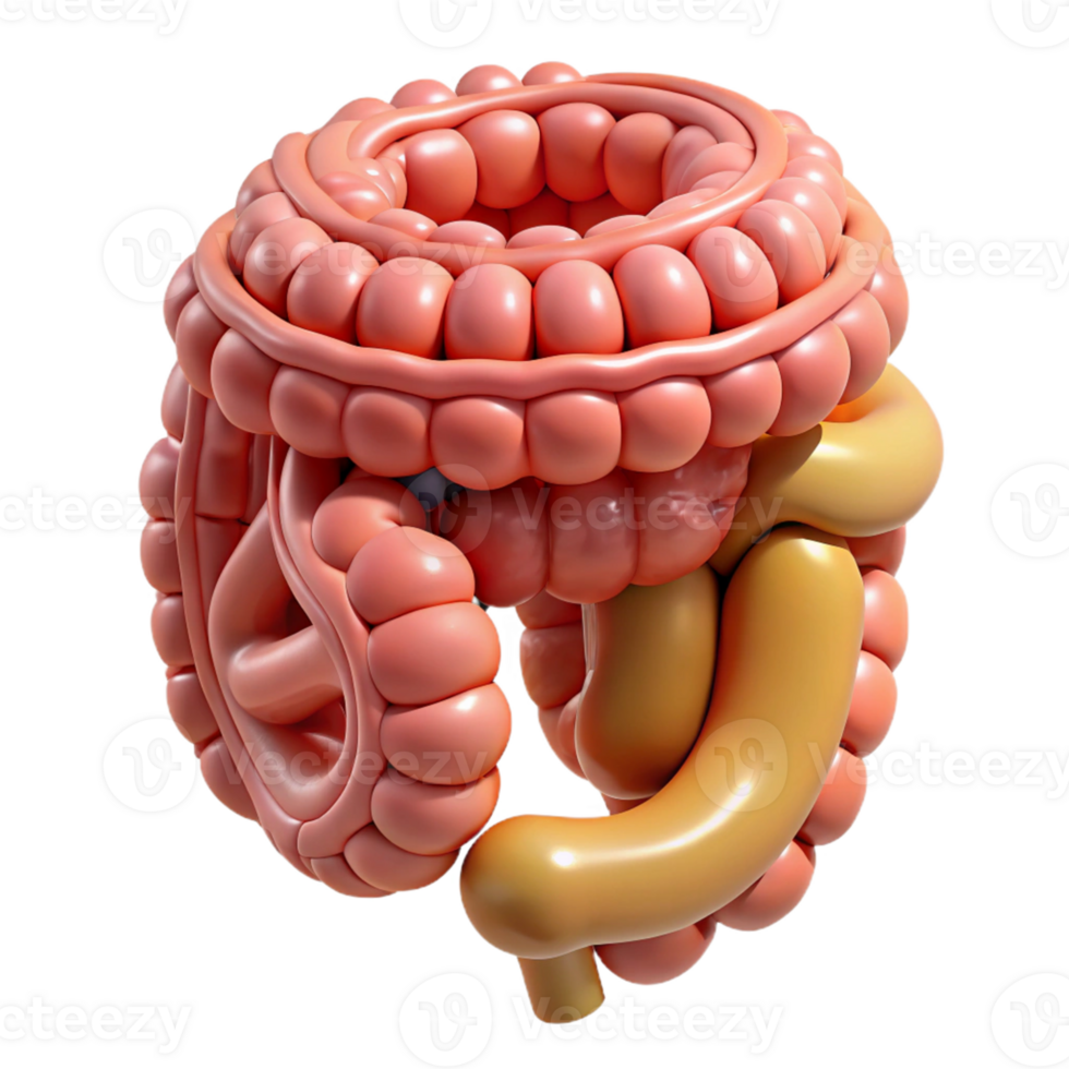 3D Illustration Digestive System png