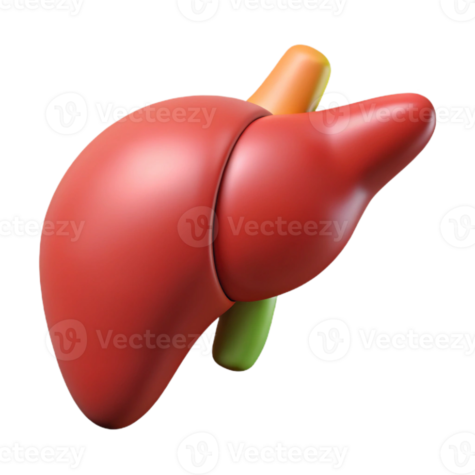 3d gerendert Mensch Leber Illustration png