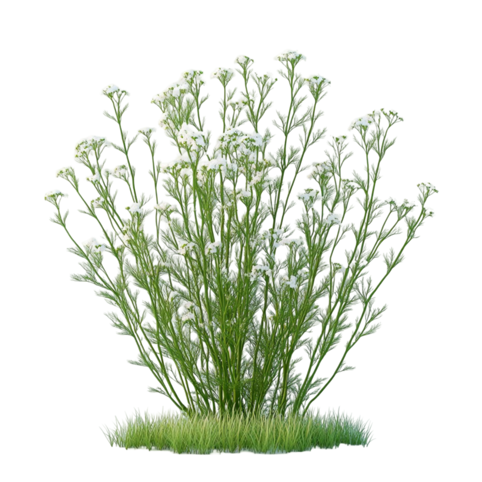 Hyperrealistic Shrub of Small White Flowers with Green Stems png