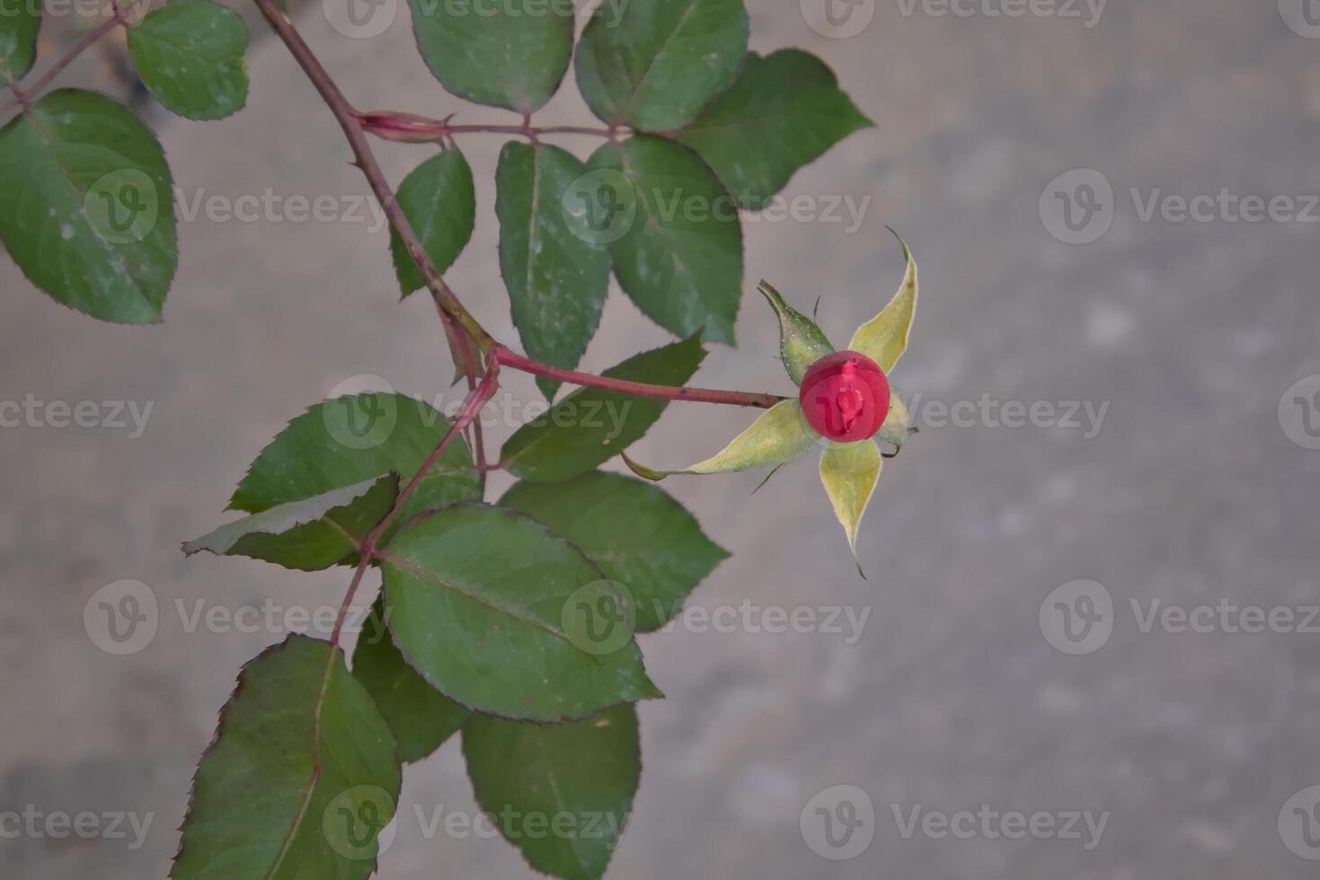 Emerging Wild Red Rose A Bud on a Branch photo