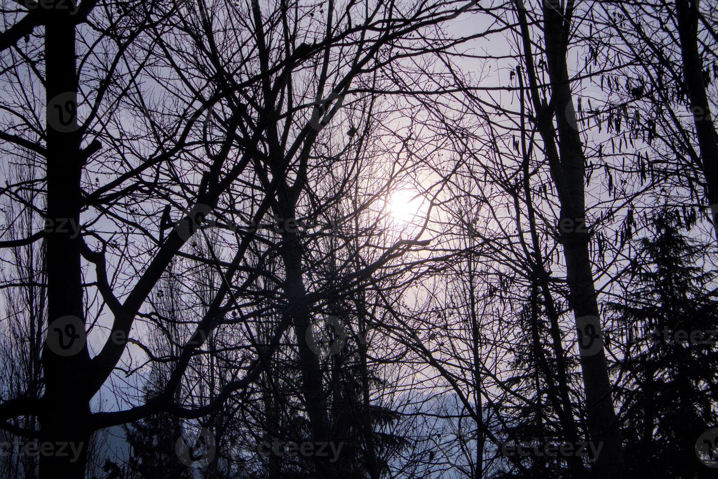 Silhouette of Trees Against a Setting Sun Shining Through Forest Canopy, Purple Sky photo
