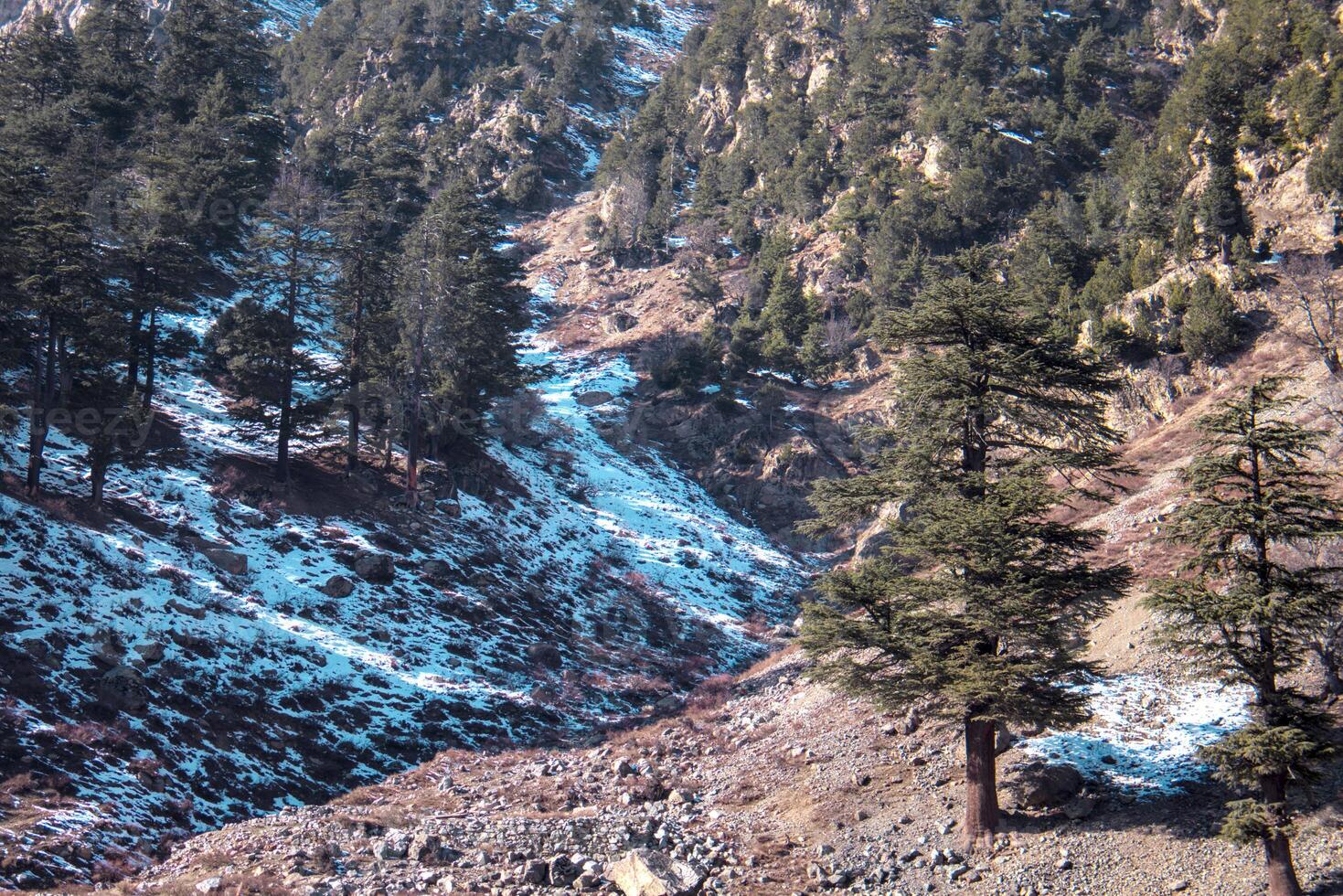 Snow-Dusted Mountain Path with Pine Trees and Rocky Slopes photo
