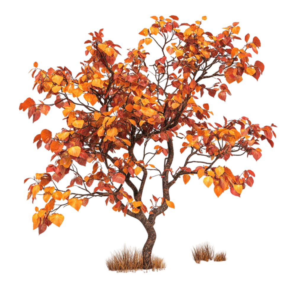 Autumn Tree with Vibrant Orange Leaves png