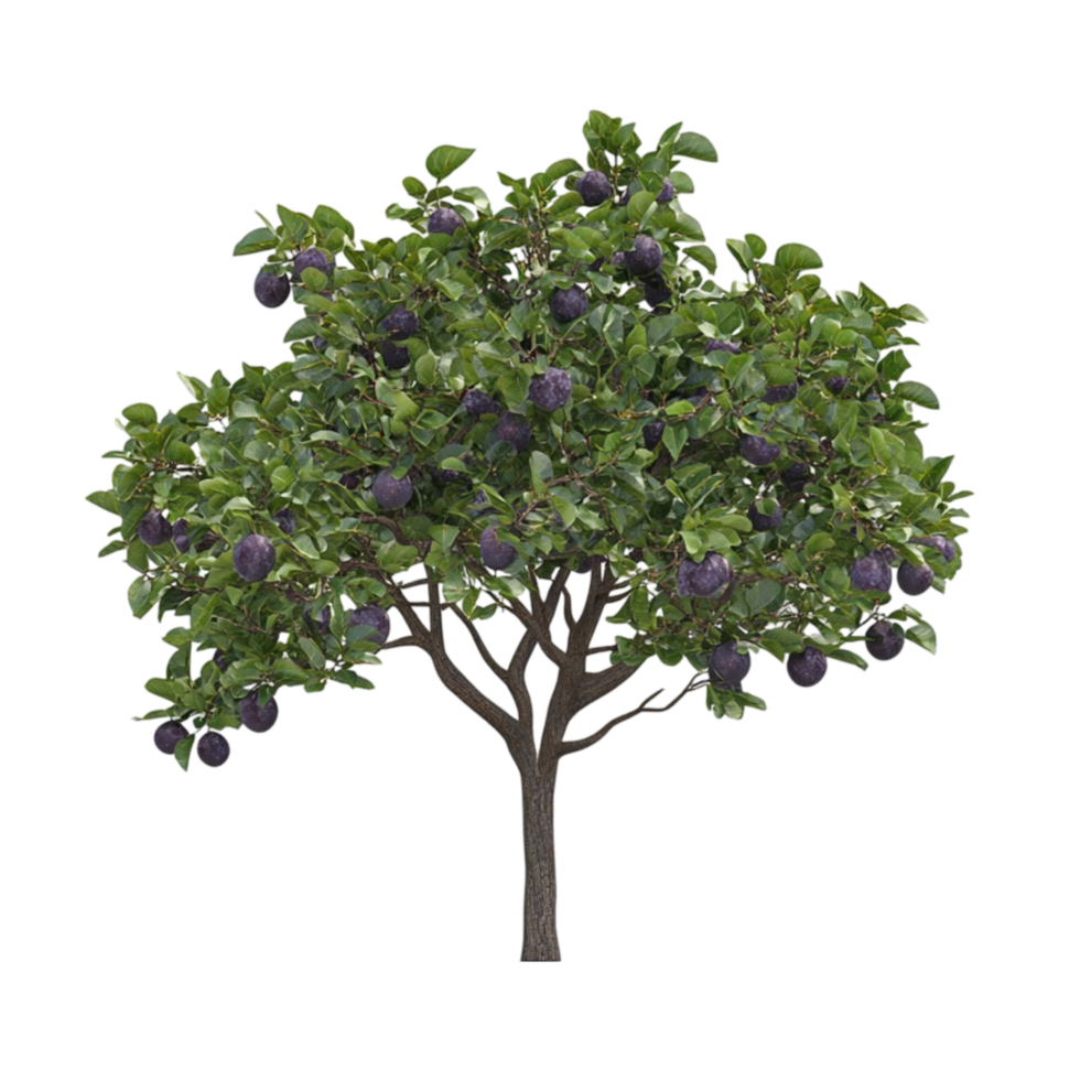 Plum Tree with Fruits png