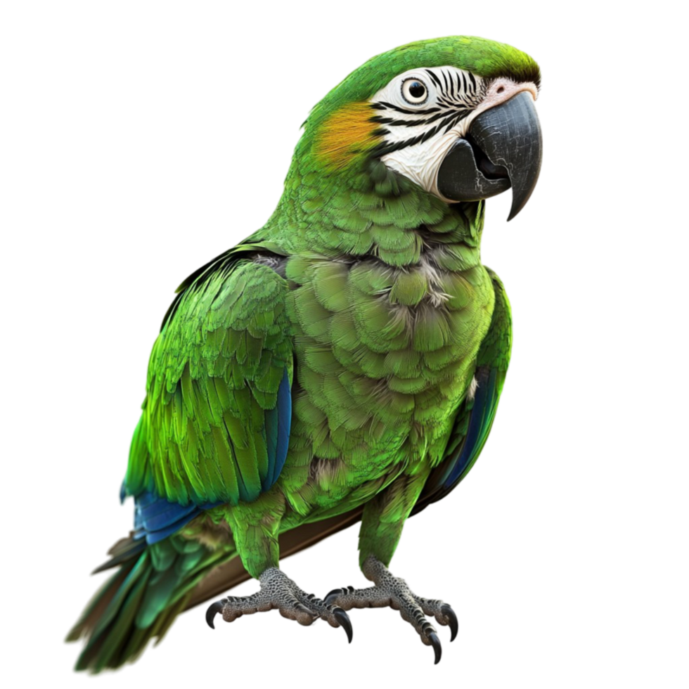 Green Parrot Perched on Transparent Background png