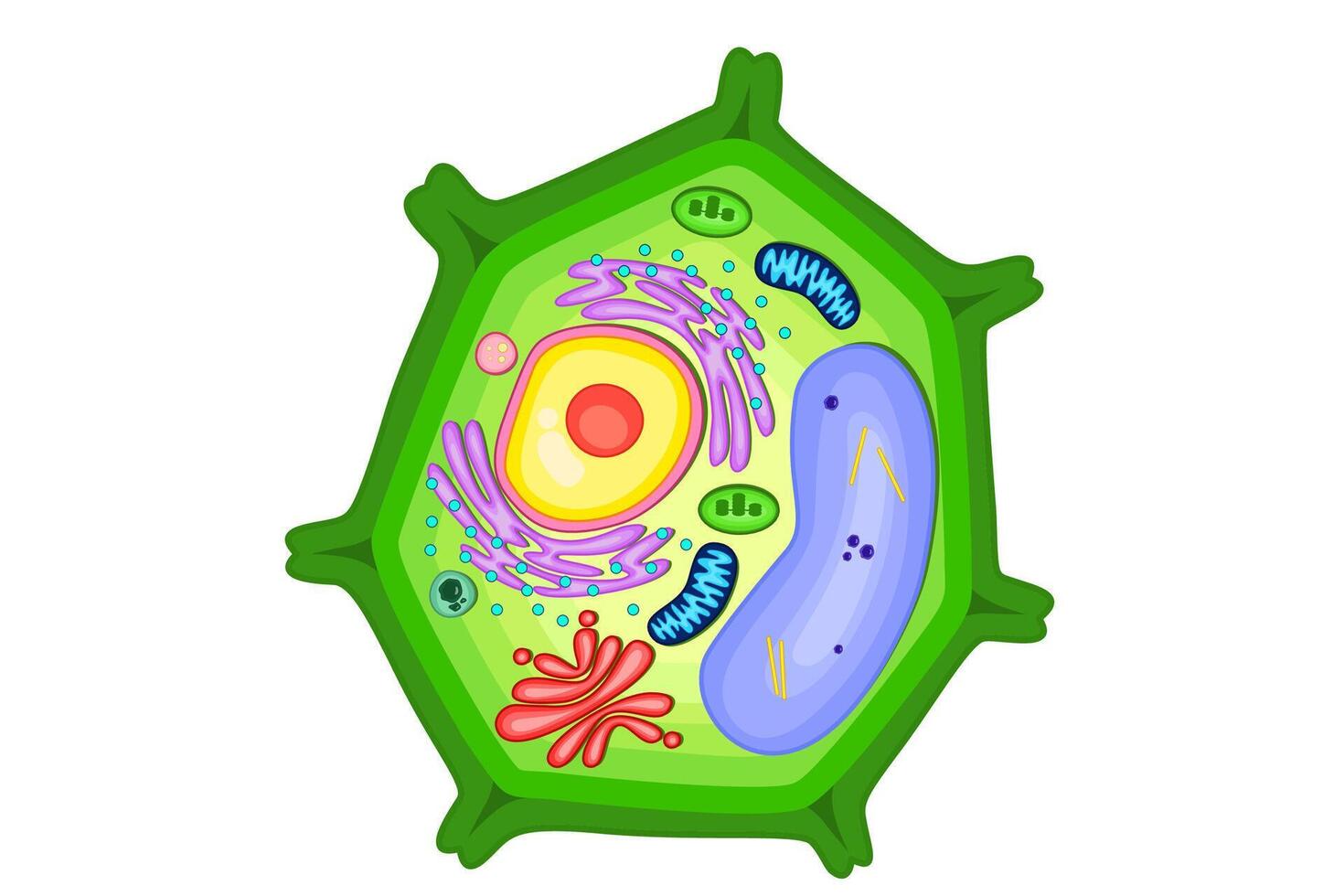 Structure of plant cell illustration. vector