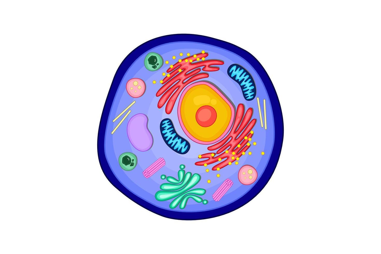 Anatomy of an Animal cell. vector