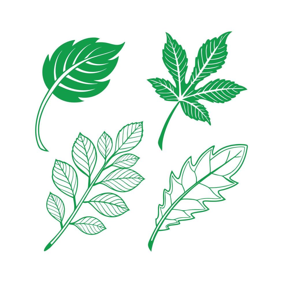 green leaves with white background vector