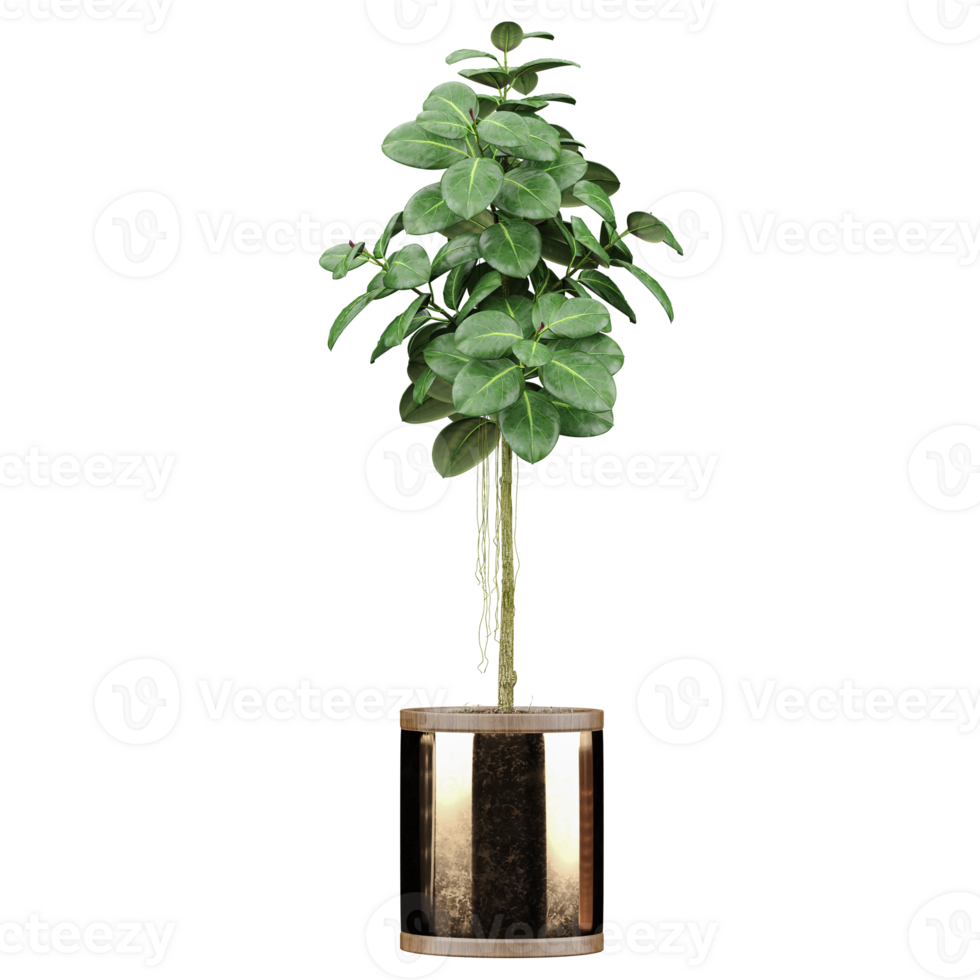 3d Rendering Of Ficus umbellata plant in Pot on isolated on transparent Canvas png