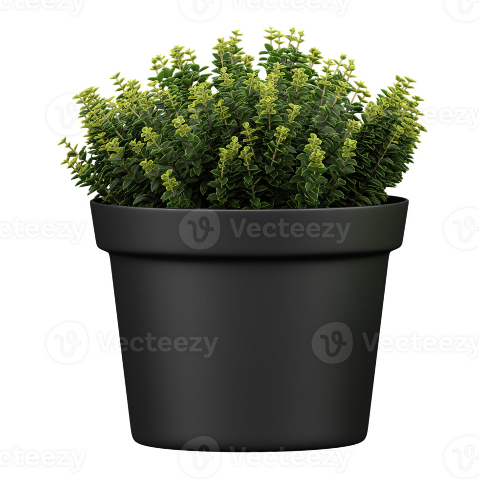 3d Rendering Of Lemon thyme plant in planter on Transparent Canvas png