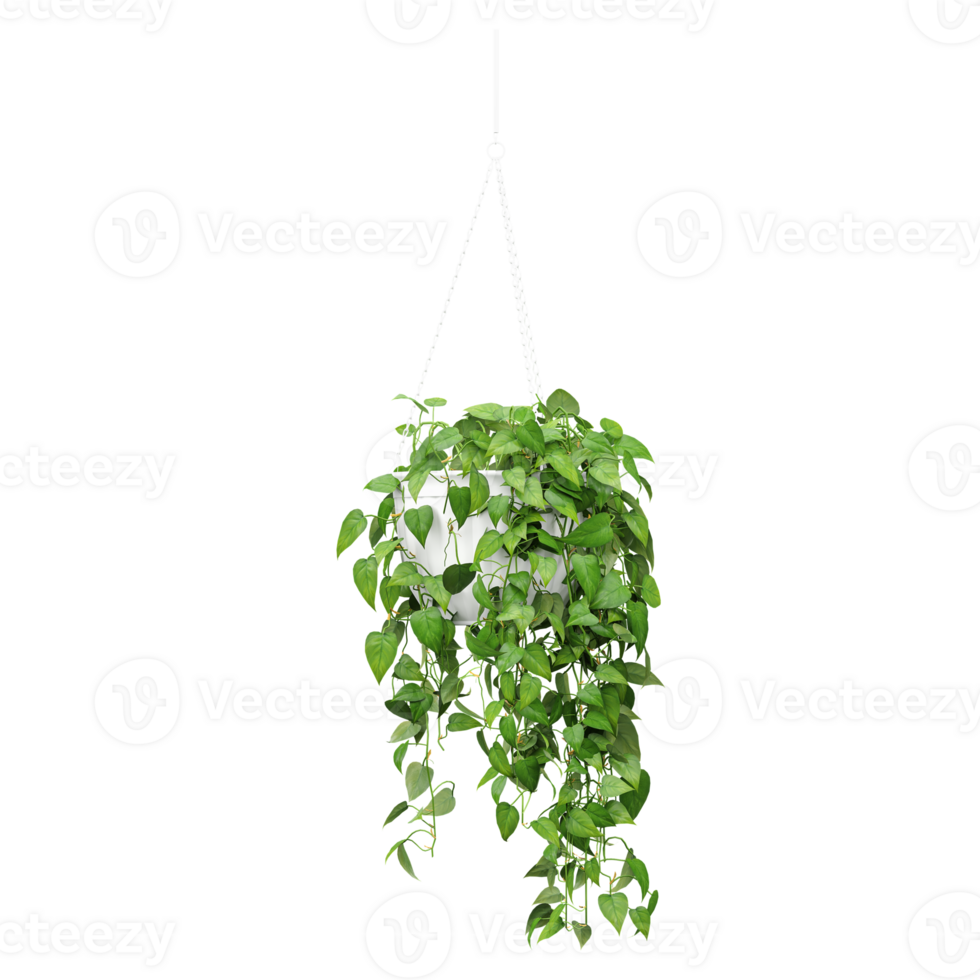 3d illustration of hanging Golden Pothos plant in pot isolated on transparent Canvas png