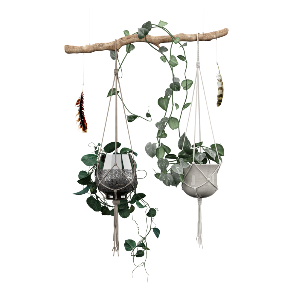 collection of indoor hanging plant in planter with realistic style png