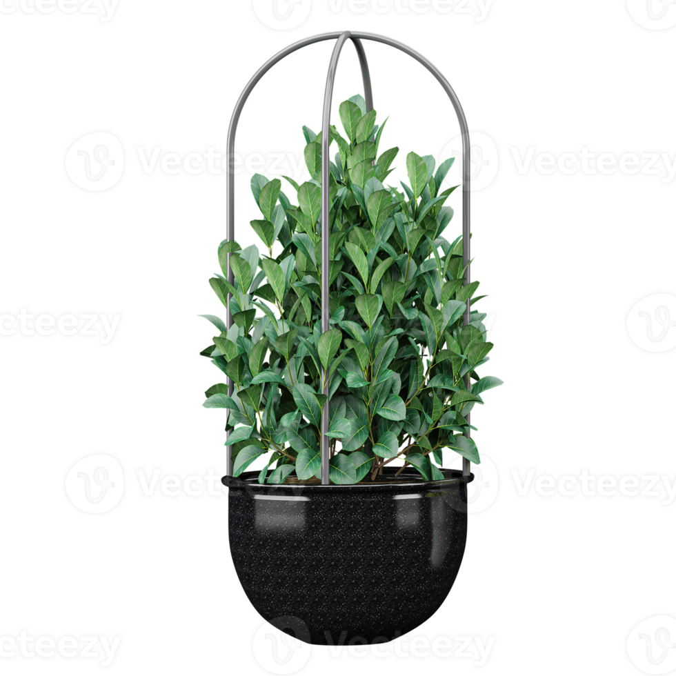 3d illustration of indoor hanging Cherry laurel plant isolated on transparent canvas png