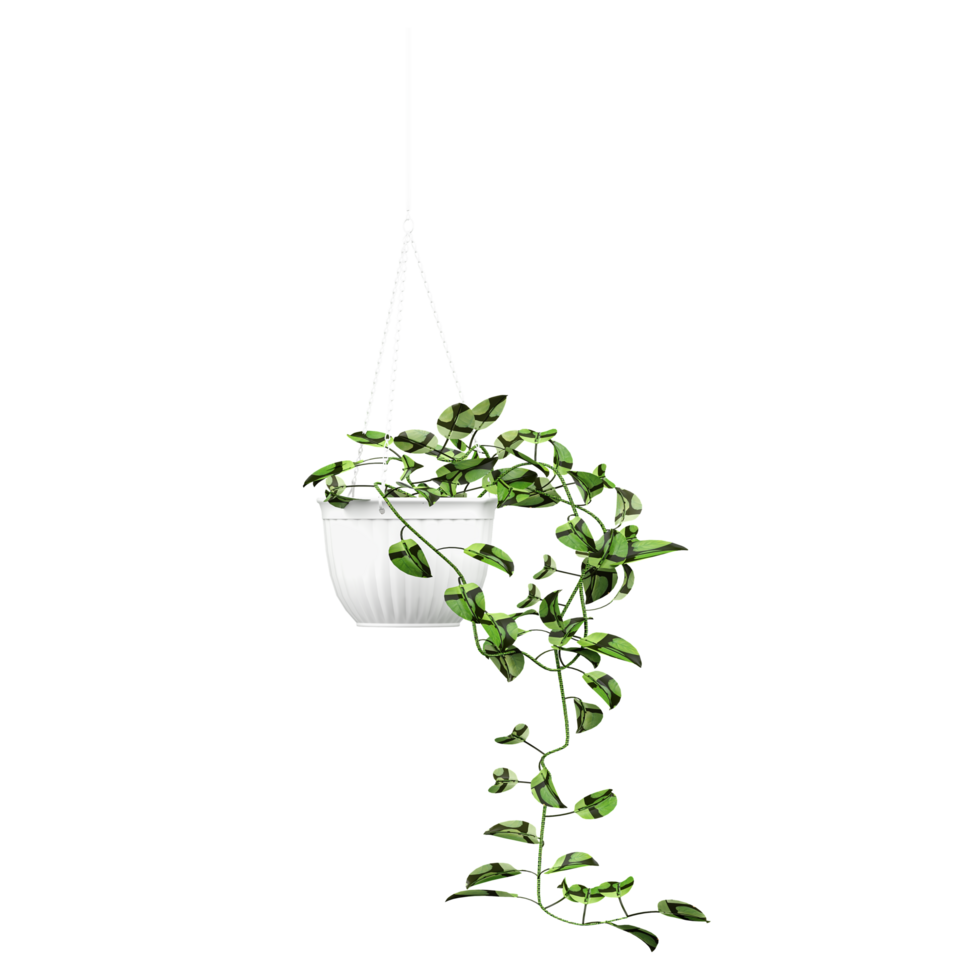 Green beautiful hanging Golden Pothos plant in pot isolated on Canvas png