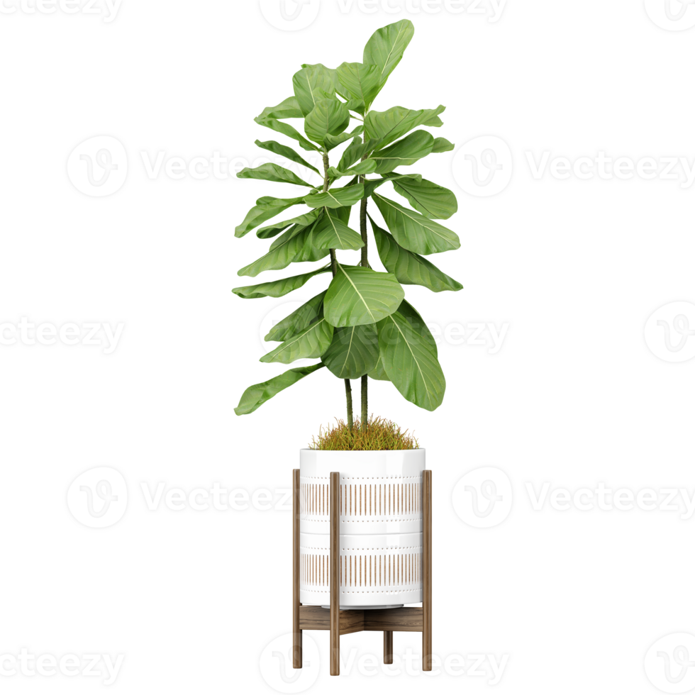 3d Rendering Of Fiddle-leaf fig plant in Pot on isolated on transparent Canvas png
