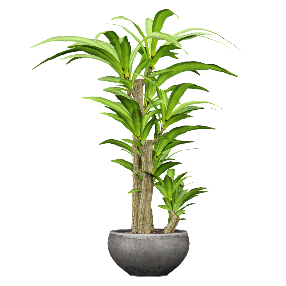 collection of indoor Dracaena fragrans plant in pot with realistic style png