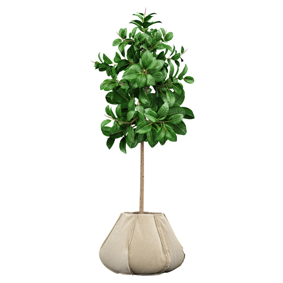 collection of indoor Rubber fig plant in pot with realistic style png