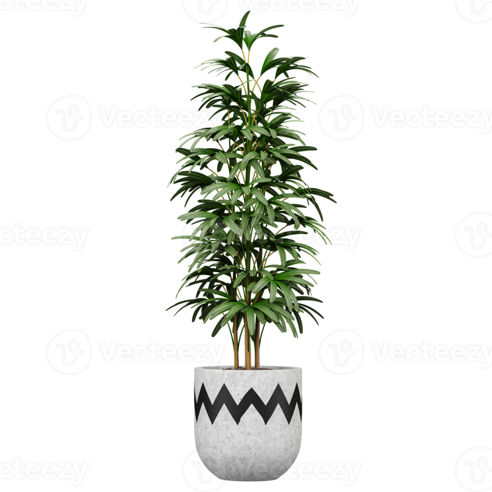 3d Rendering Of Broadleaf lady palm plant in Pot on isolated on transparent Canvas png