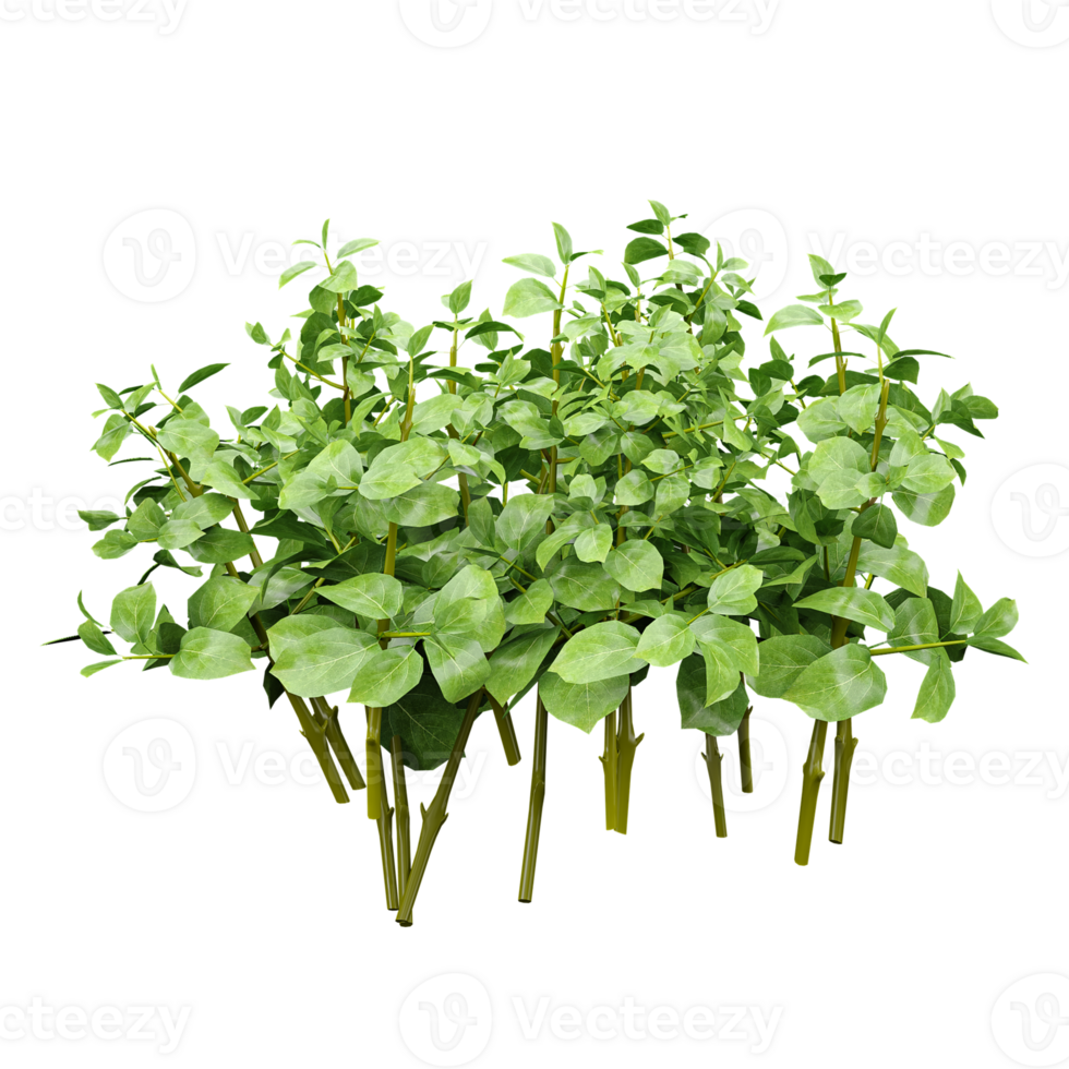 3d illustration of Radiator plants in pot isolated on transparent Canvas png