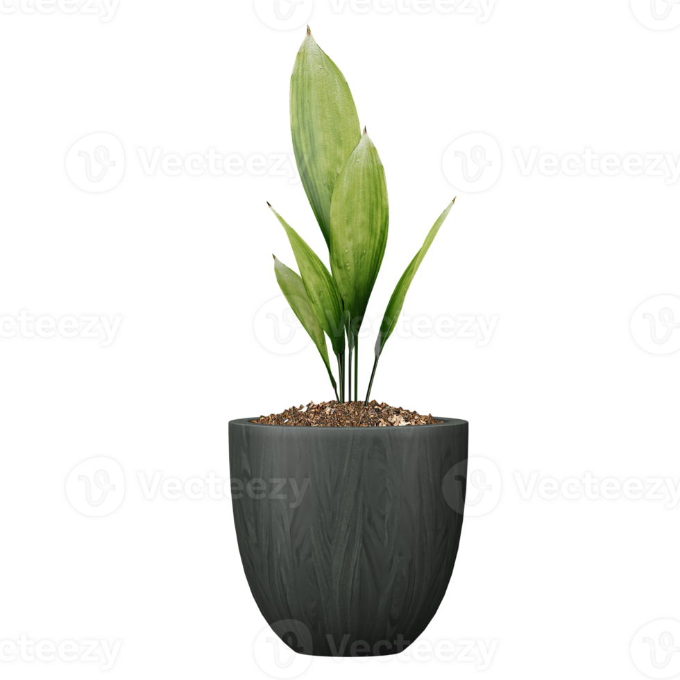 3d Rendering Of Aspidistra elatior plant in planter on Transparent Canvas png