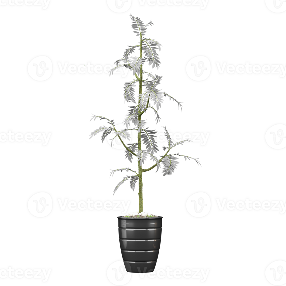 3d Rendering Of Acacia dealbata plant in Pot on isolated on transparent Canvas png