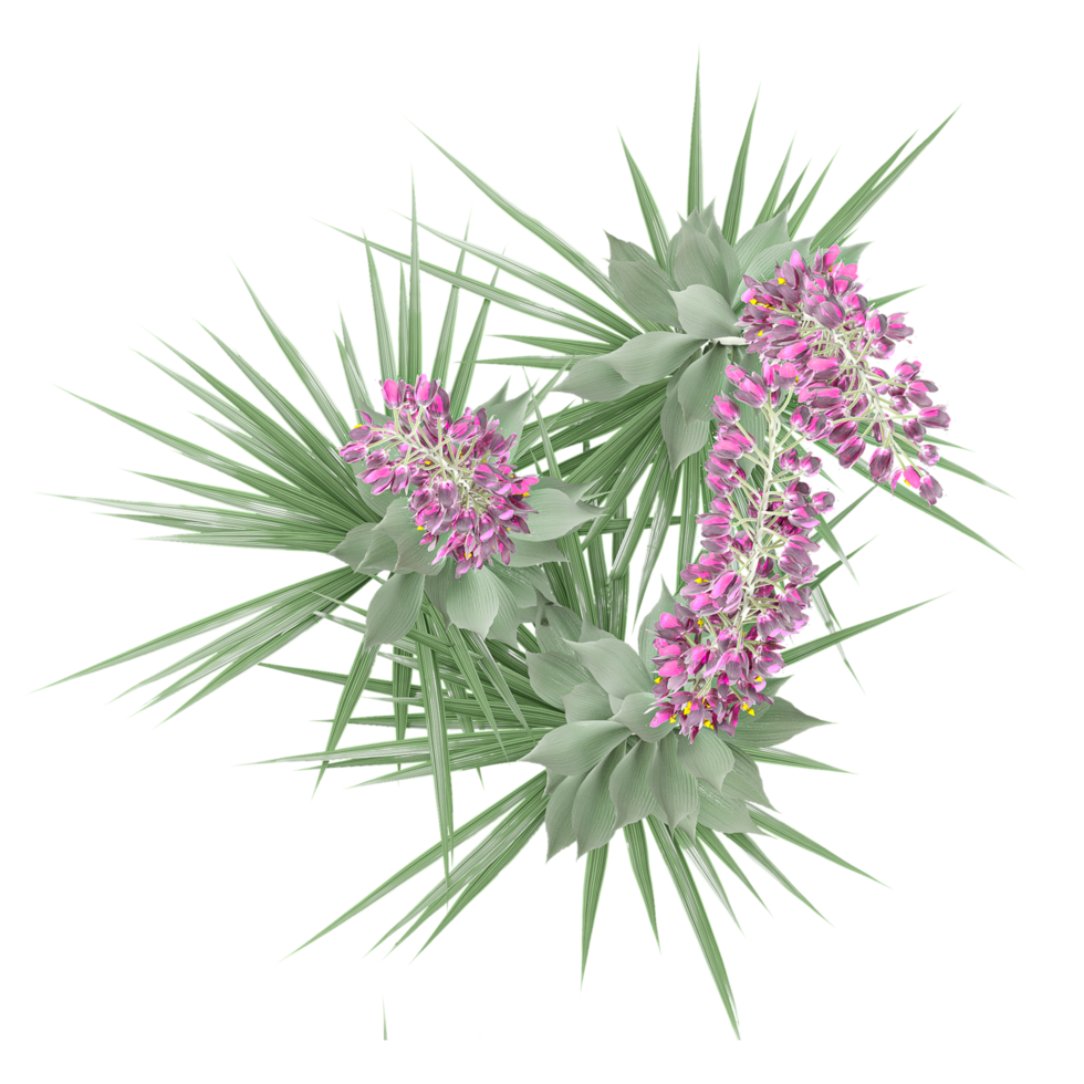 Topview of Yucca plant isolated on transparent Canvas png