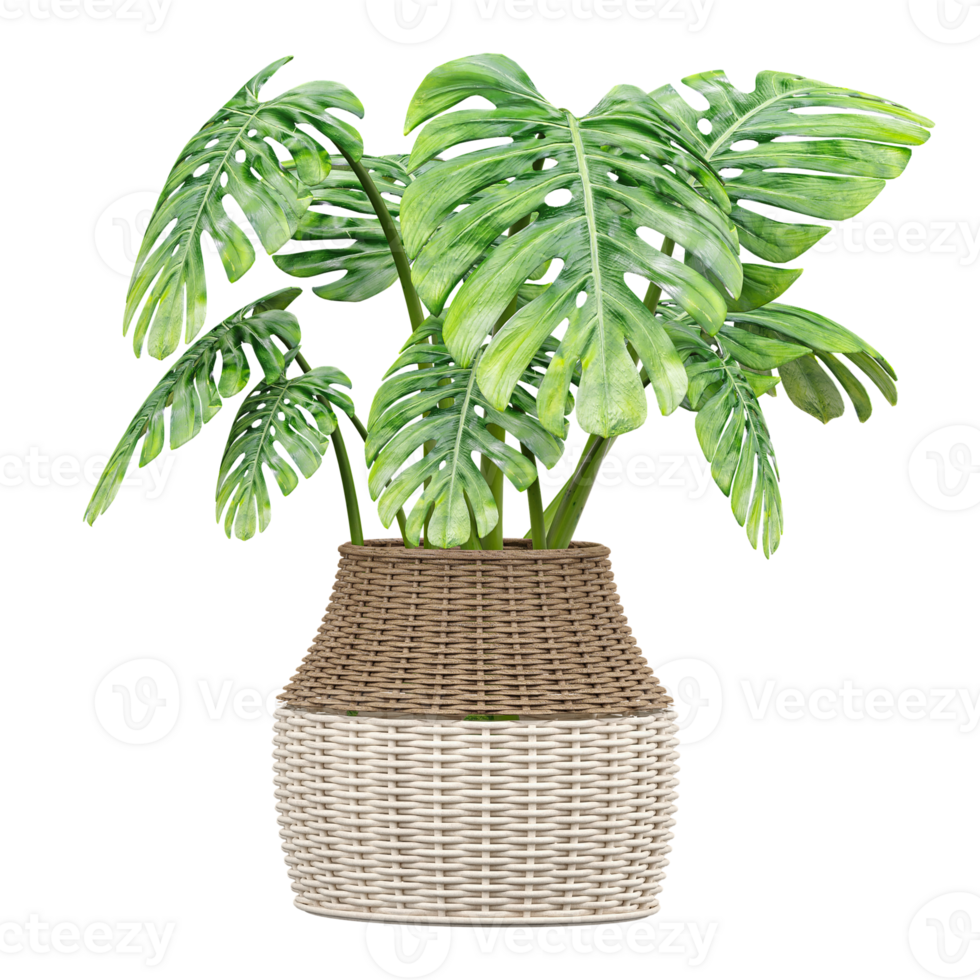 3d illustration of Swiss cheese plant in pot isolated on transparent Canvas png